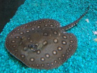 Potamotrygon Motoro-Raie d'eau douce mouchetée 12-15cm
