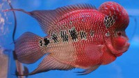 flowerhorn 3 6 cm