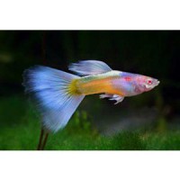 Guppys lot 5