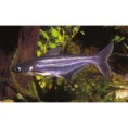 Pangasius Sutchi  7 9 cm