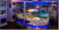 /album/galeria-de-fotos-pagina-inicial/a03-aquarium-shop-moscow2008-jpg/